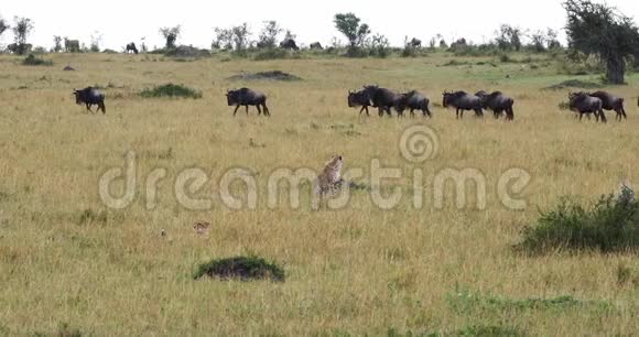 猎豹美洲豹肯尼亚马赛马拉公园的成年狩猎野地视频的预览图