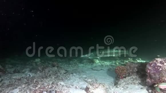 马尔代夫海底背景下的梭鱼玲海鱼视频的预览图
