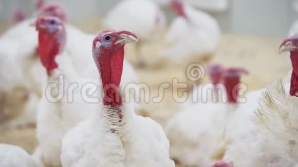 土耳其在家禽养殖场的房间里迷茫地看着其他火鸡视频的预览图