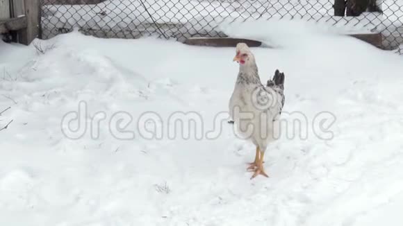 母鸡走过院子里的雪冬季视频的预览图