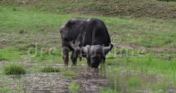 非洲水牛切角马塞马拉公园在沼泽的雄性喂养肯尼亚视频的预览图