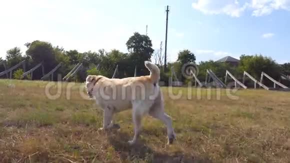 跟随拉布拉多或金毛猎犬在草地上慢跑摇尾巴美丽的狗在草坪上散步视频的预览图