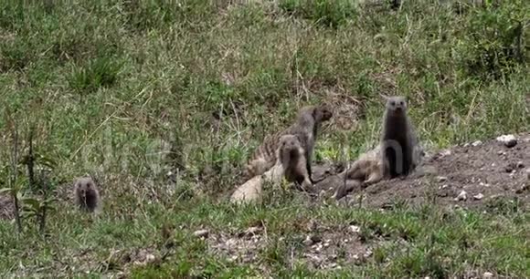 条纹猫鼬蒙哥斯蒙哥一群站在洞穴入口处肯尼亚马赛马拉公园视频的预览图