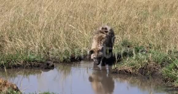 肯尼亚MasaiMara公园的Hyenacrocutacrocuta母亲和青年站在水中视频的预览图