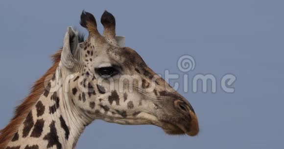 马赛长颈鹿长颈鹿成年人像肯尼亚马赛马拉公园视频的预览图