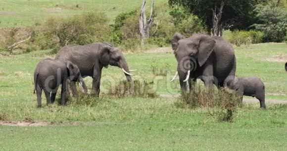 非洲大象非洲野象集体吃布什肯尼亚马赛马拉公园视频的预览图