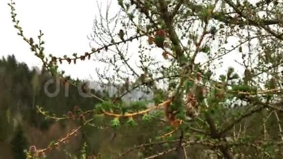 幼嫩的绿芽和针叶树的球果生长在树枝上视频的预览图