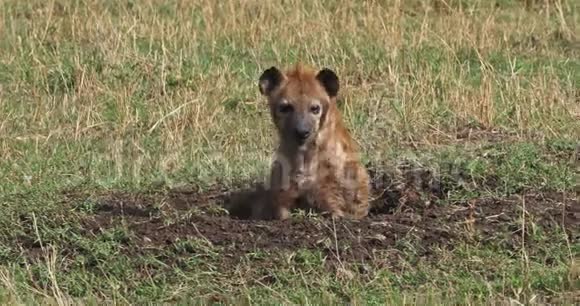 肯尼亚MasaiMara公园Hyenacrocutacrocuta成人休息视频的预览图