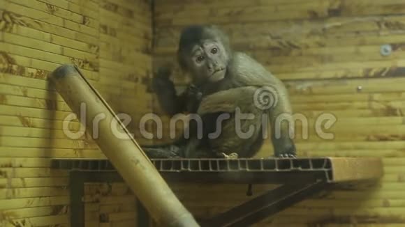 猴子在动物园里抓伤了视频的预览图