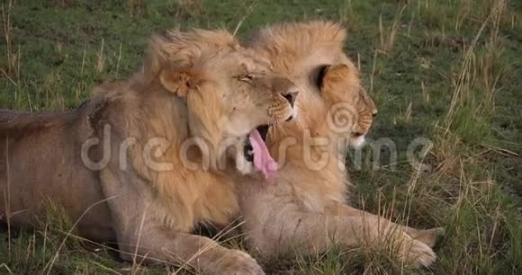 非洲狮子潘特拉里奥年轻男性马赛马拉公园在肯尼亚视频的预览图