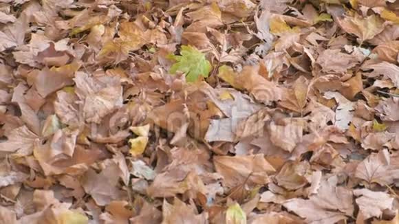 地上枯黄褐色的枫树秋叶美景视频的预览图