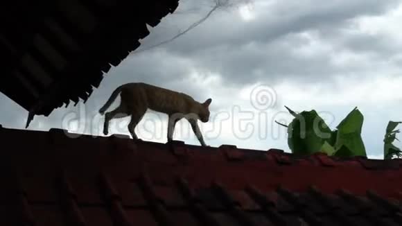 可爱的亚洲红猫在屋顶上行走印度尼西亚巴厘岛视频的预览图