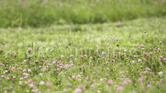 绿绿的草地边缘生长着鲜艳的三叶草花视频的预览图