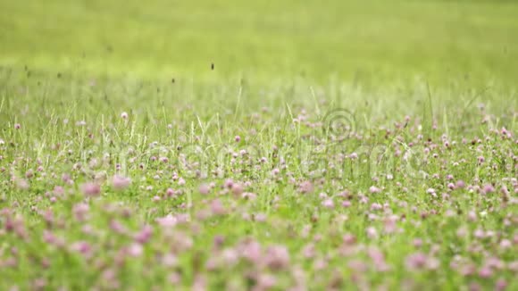 粉红色的三叶草花生长在绿草的边缘视频的预览图