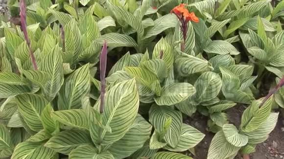 加拉帕戈斯群岛自然公园森林的红花植物视频的预览图