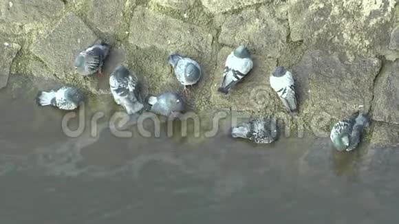 一群鸽子在一条肮脏的河的河岸上吃水喝水视频的预览图