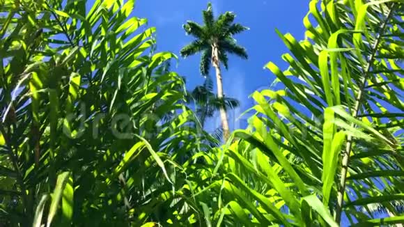 热带丛林景象棕榈树蓝天视频的预览图