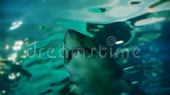 齿鲨的特写4K视频的预览图