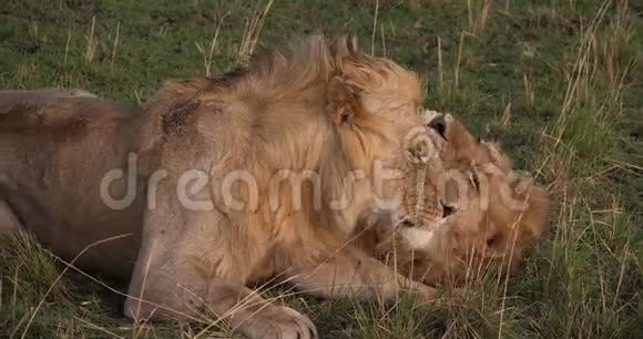 非洲狮子潘特拉里奥年轻男性马赛马拉公园在肯尼亚视频的预览图