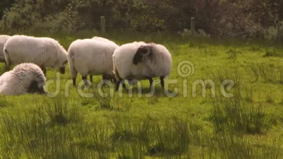 一群黑脸羊在绿色的风景中视频的预览图