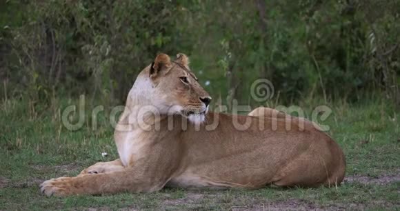 非洲狮子潘特拉里奥女性环顾四周马赛马拉公园在肯尼亚视频的预览图