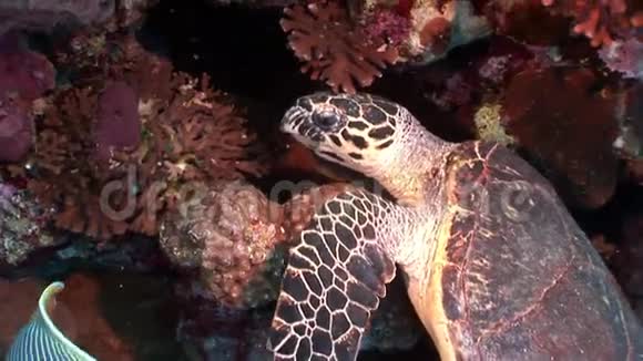 头巨大的爬行动物海龟甲在红海中被吸收视频的预览图