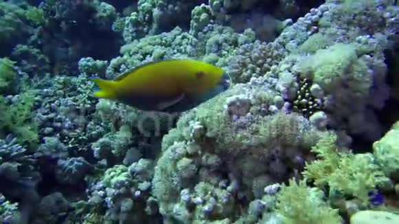 雌性重喙鹦鹉在珊瑚礁的背景下游泳视频的预览图