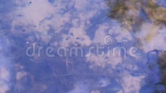 许多小青蛙蝌蚪在池塘里的藻类中游泳视频的预览图