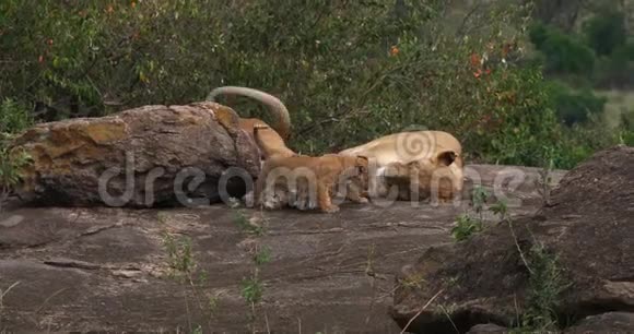 非洲狮子潘切拉狮子母亲睡眠和幼崽马赛马拉公园在肯尼亚视频的预览图