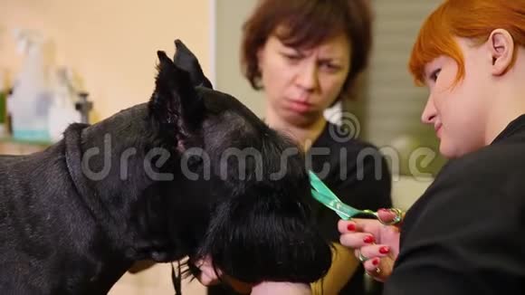 两个女人特写用剪刀剪了一只大黑狗在狗美容院两位女美容师准备视频的预览图