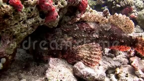 在马尔代夫惊人的海底珊瑚礁背景下的鱼石视频的预览图