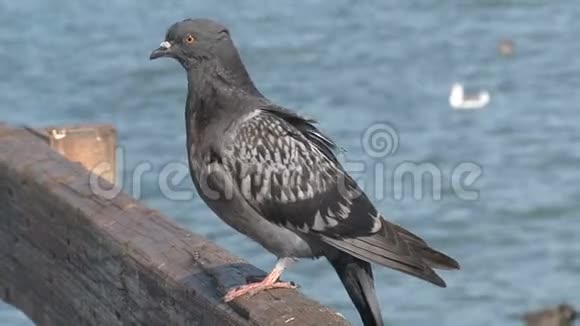 旧金山码头的鸽子视频的预览图