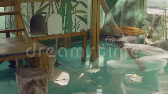 泰国动物园玻璃背后的大熊猫视频的预览图