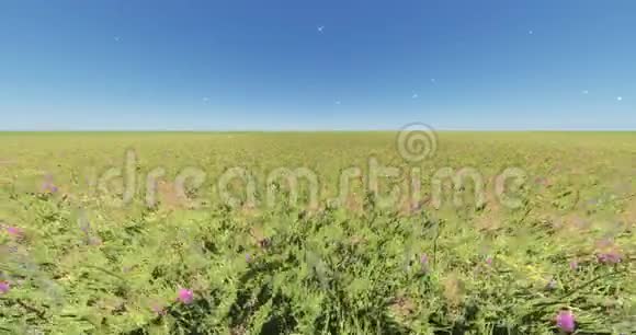 风中的4k彩色花草自然风光浮蒲公英蓝天视频的预览图