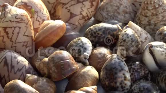 越南市场上各种不同的贝壳和水槽越南市场上的各种贝壳海视频的预览图