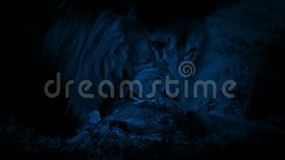 狮子在黑暗中吃死动物视频的预览图