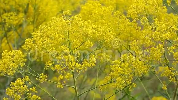 黄色野花在风中摇曳框架丰满用作背景视频的预览图
