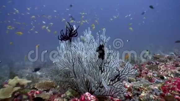 马尔代夫海底的黑海百合科棘皮动物视频的预览图