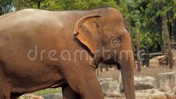 动物园非洲象的近景视频的预览图