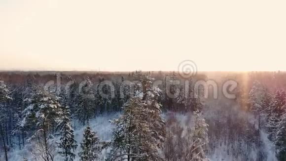 冬季森林的空中照片飞越阳光下的雪林在白树上落下橙色冰霜视频的预览图