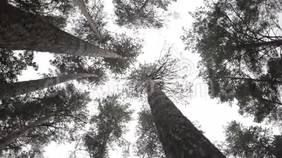 松树剪影底景景观视频的预览图