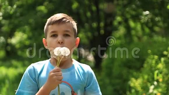 穿着条纹T恤吹蒲公英的小男孩春天阳光明媚的天气视频的预览图