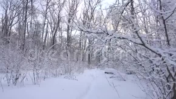 冬季森林和狗的全景视频的预览图