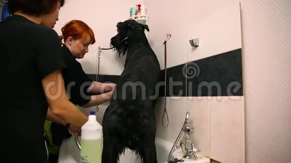 两个女人在美容院的浴室里为动物洗了一条黑色的俄罗斯牧羊犬视频的预览图