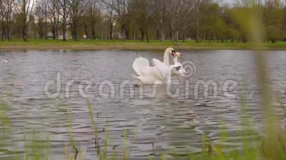 天鹅夫妇在小城市公园池塘的背景上有街道交通车视频的预览图