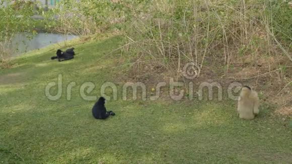 动物园里有两只暹罗和一堆长臂猿在绿草上吃和放松视频的预览图