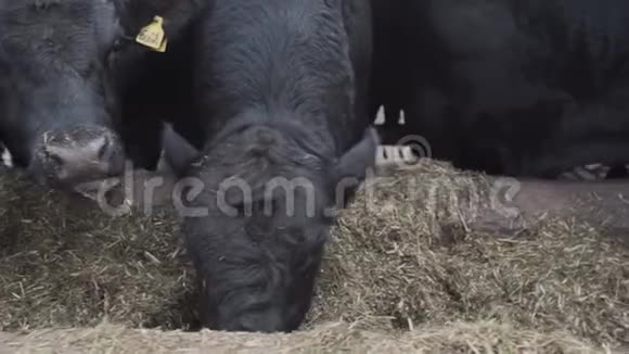 一群黑牛在农场的金属谷仓吃稻草视频的预览图