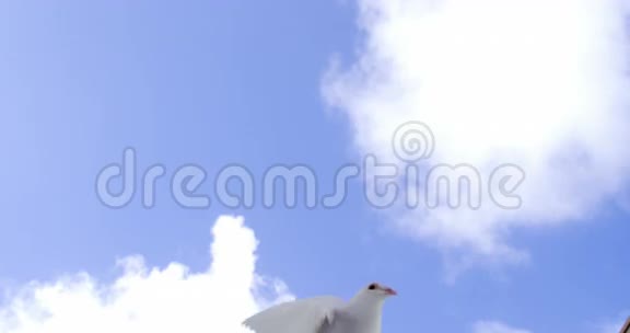 鸽子在蓝天上飞翔视频的预览图