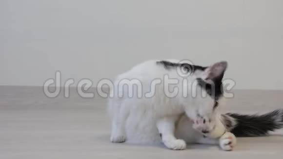 白猫带着黑点在玩和洗看着镜头视频的预览图