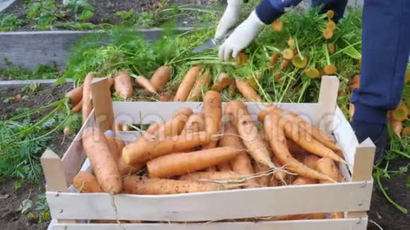 农夫把胡萝卜削尖把胡萝卜放进木箱里视频的预览图